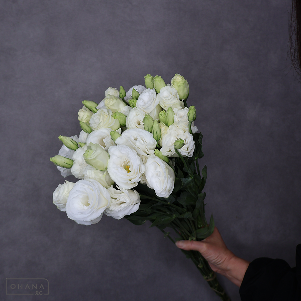 トルコキキョウ　オーブピュアホワイト　 70cm 台湾