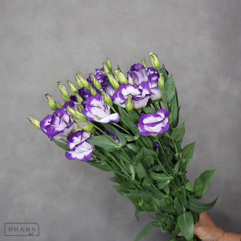 トルコキキョウ　渚Ｂ　秀 70cm