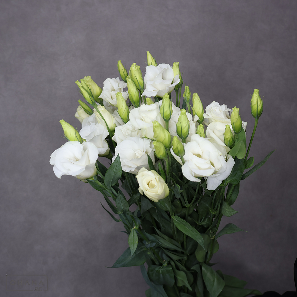 トルコキキョウ　ボレロホワイト　秀 70cm