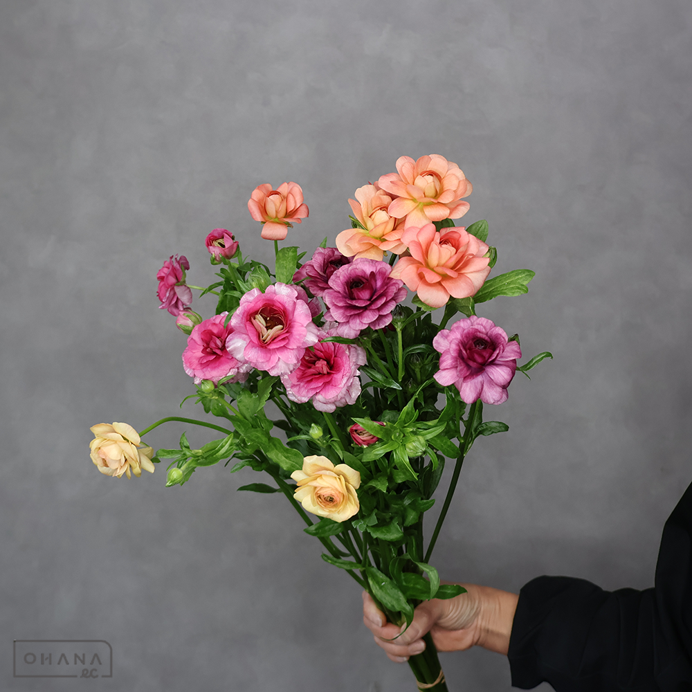 ラナンキュラス ラックスミックス ② 秀 50cm 2輪 | お花の仕入れなら