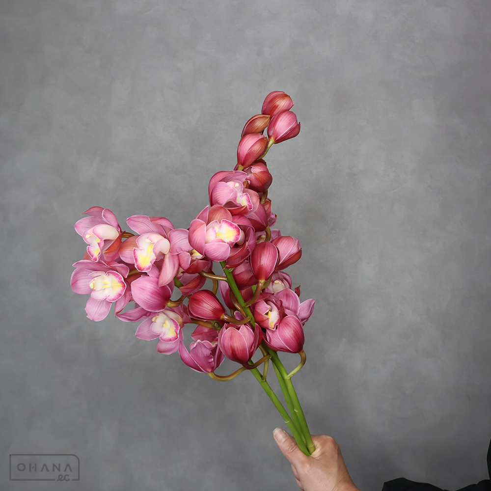 シンビジューム　ピンク ① ※3本束