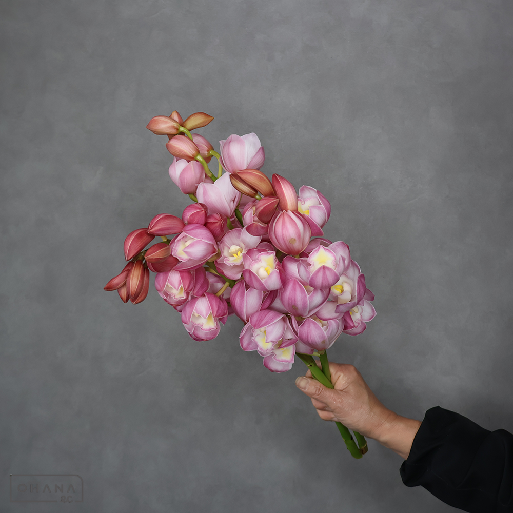 シンビジューム　ピンク ③ ※3本束