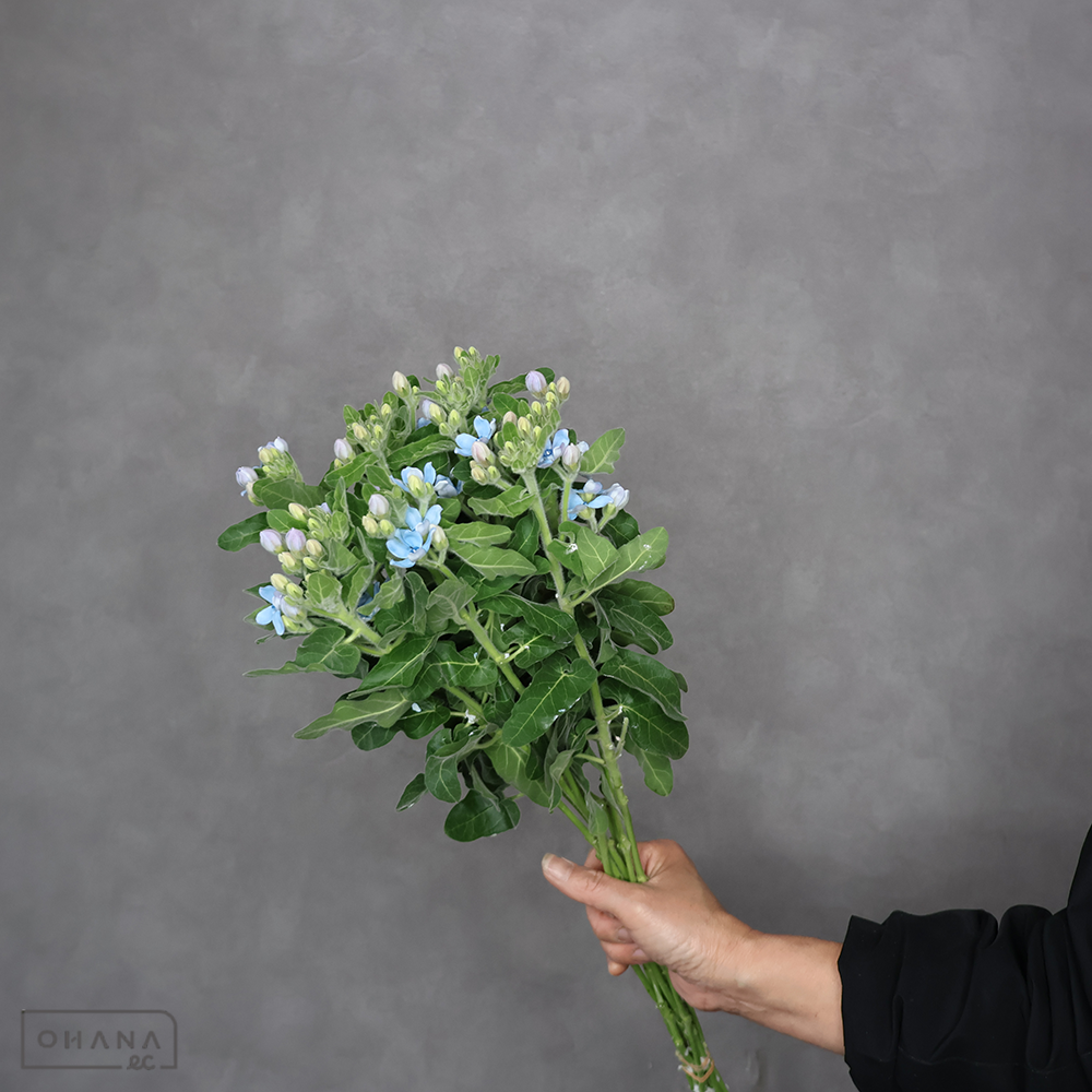 オキシペタラム ピュアブルー 2L