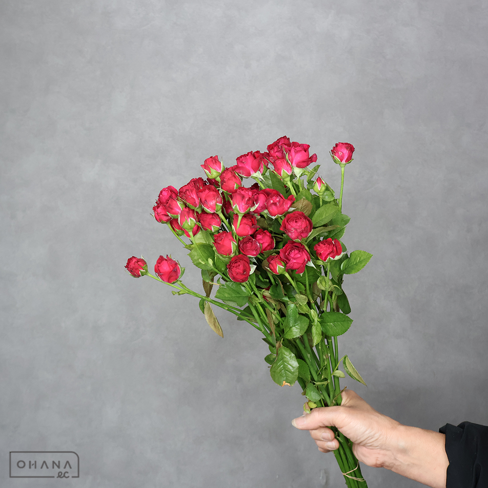 スプレーバラ ルビーブリリア 50cm