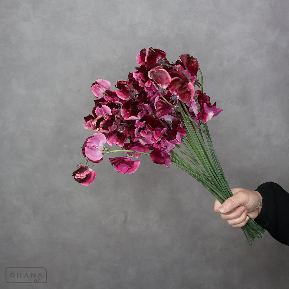 スイトピー　紅式部 L 4輪