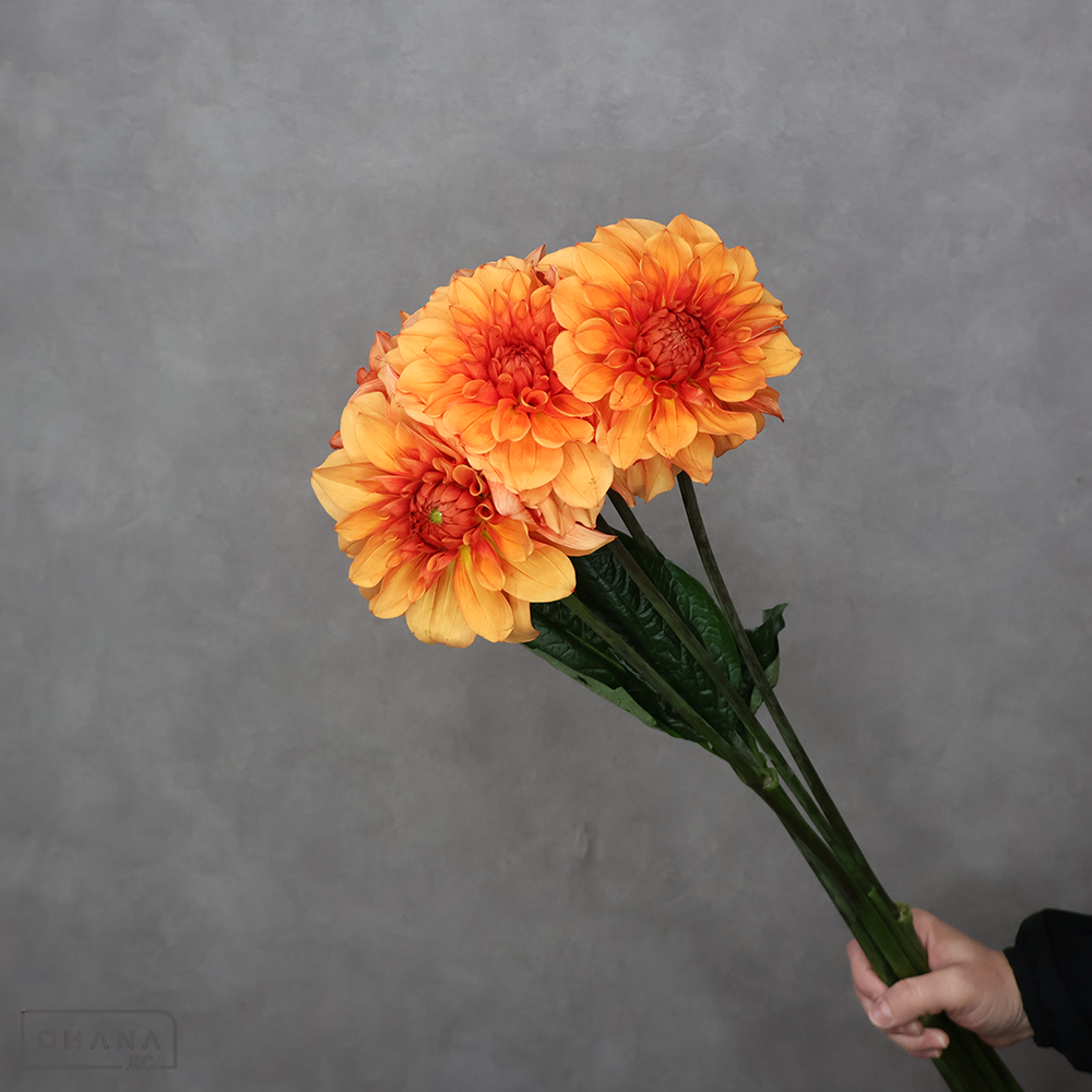 ダリア　シャイニーオレンジ 秀 70cm