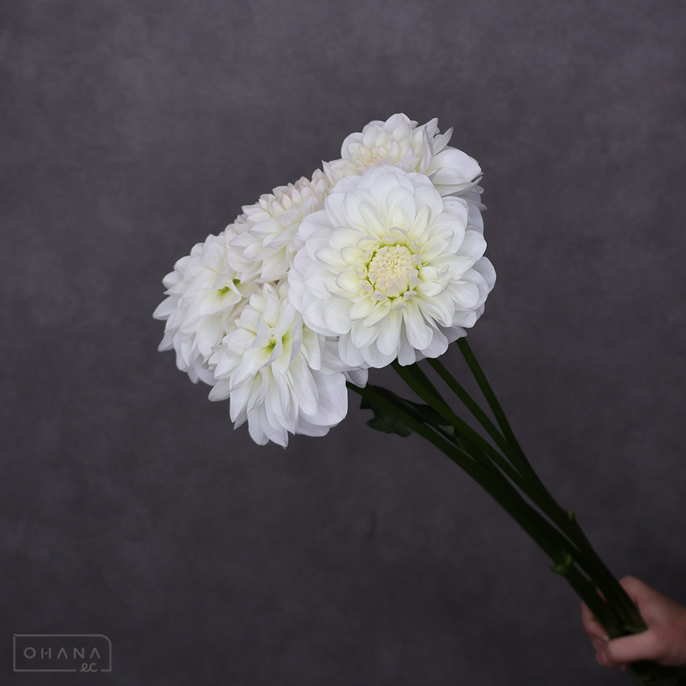 ダリア　白雪 秀 70-60cm