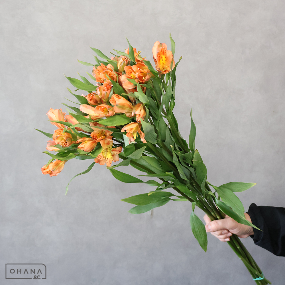 アルストロメリア　オレンジクイーン　 70cm