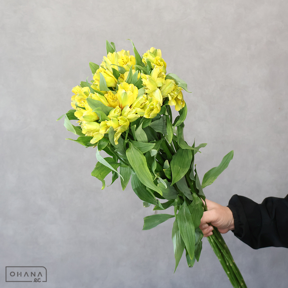 アルストロメリア　ベラスター　 70cm