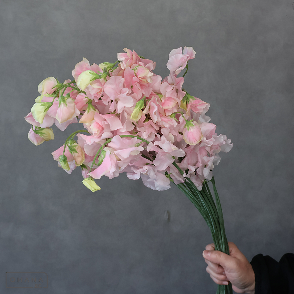 スイトピー　シエルピンク　2L 4輪