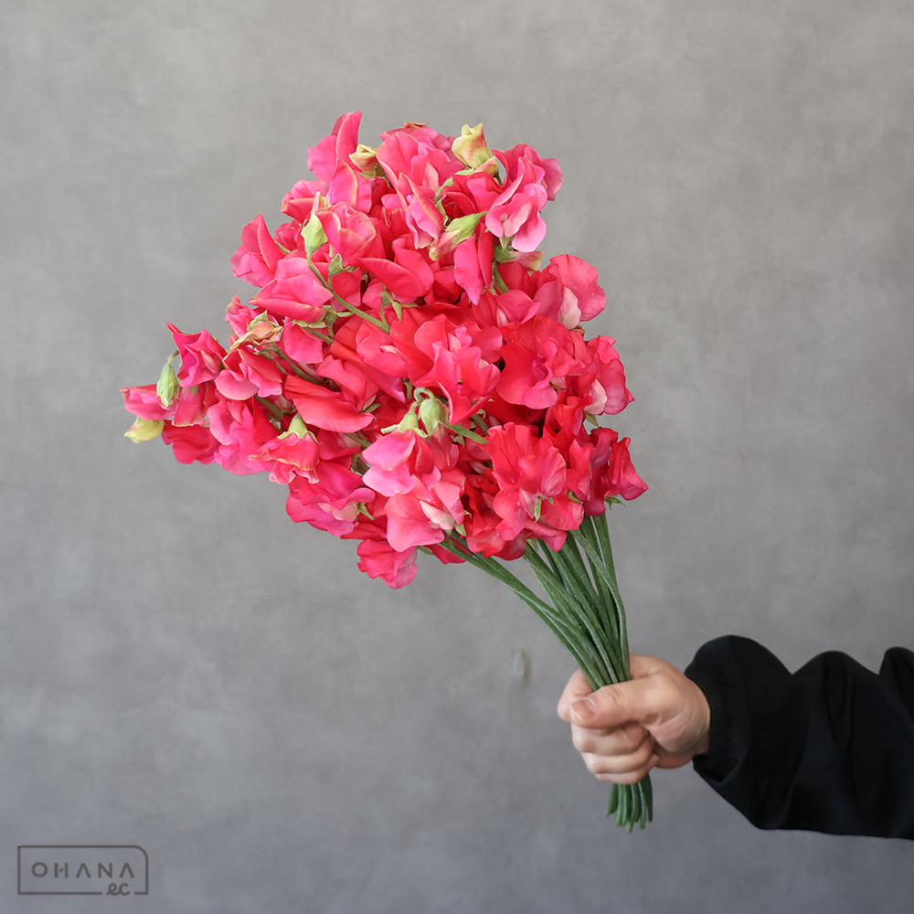 スイトピー　スカーレット　L 4輪