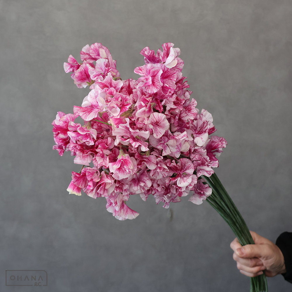 スイトピー　恋かすみ　2L 4輪