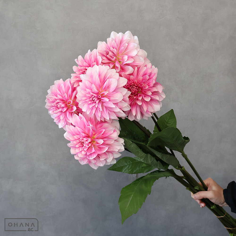 ダリア　ピュアラブ　秀優 70-60