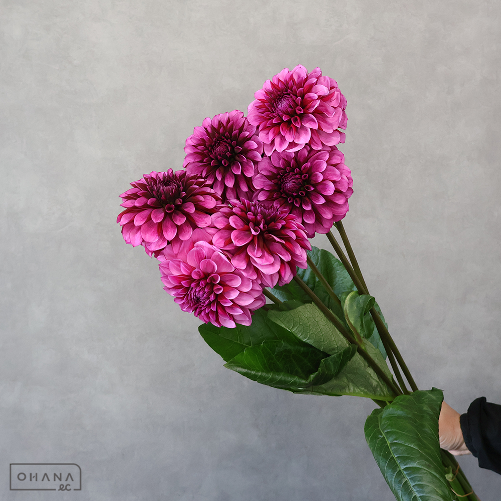 ダリア　ダークナイト　秀優 60cm