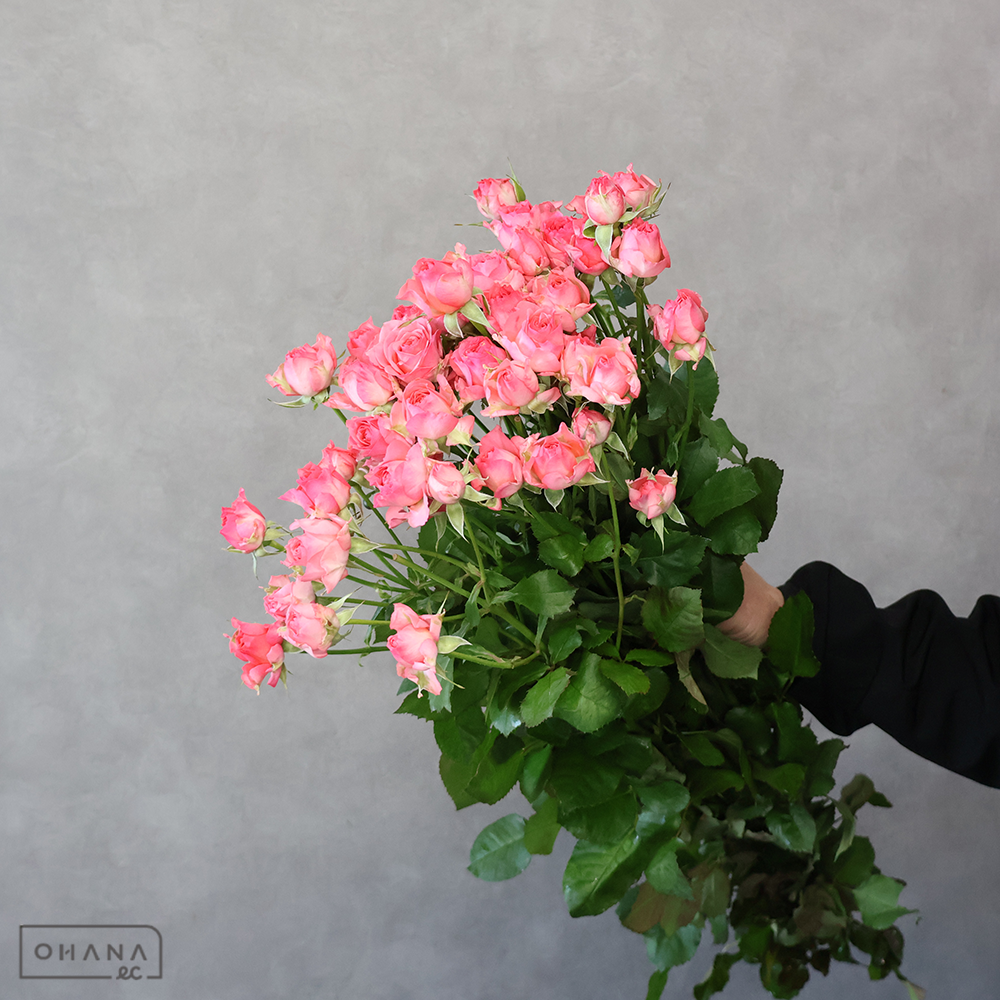 ＳＰバラ　ローラ　秀 70cm