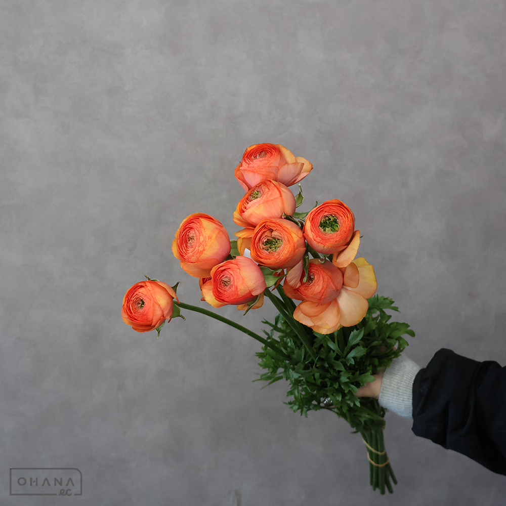 ラナンキュラス　オンフルール　優 50cm