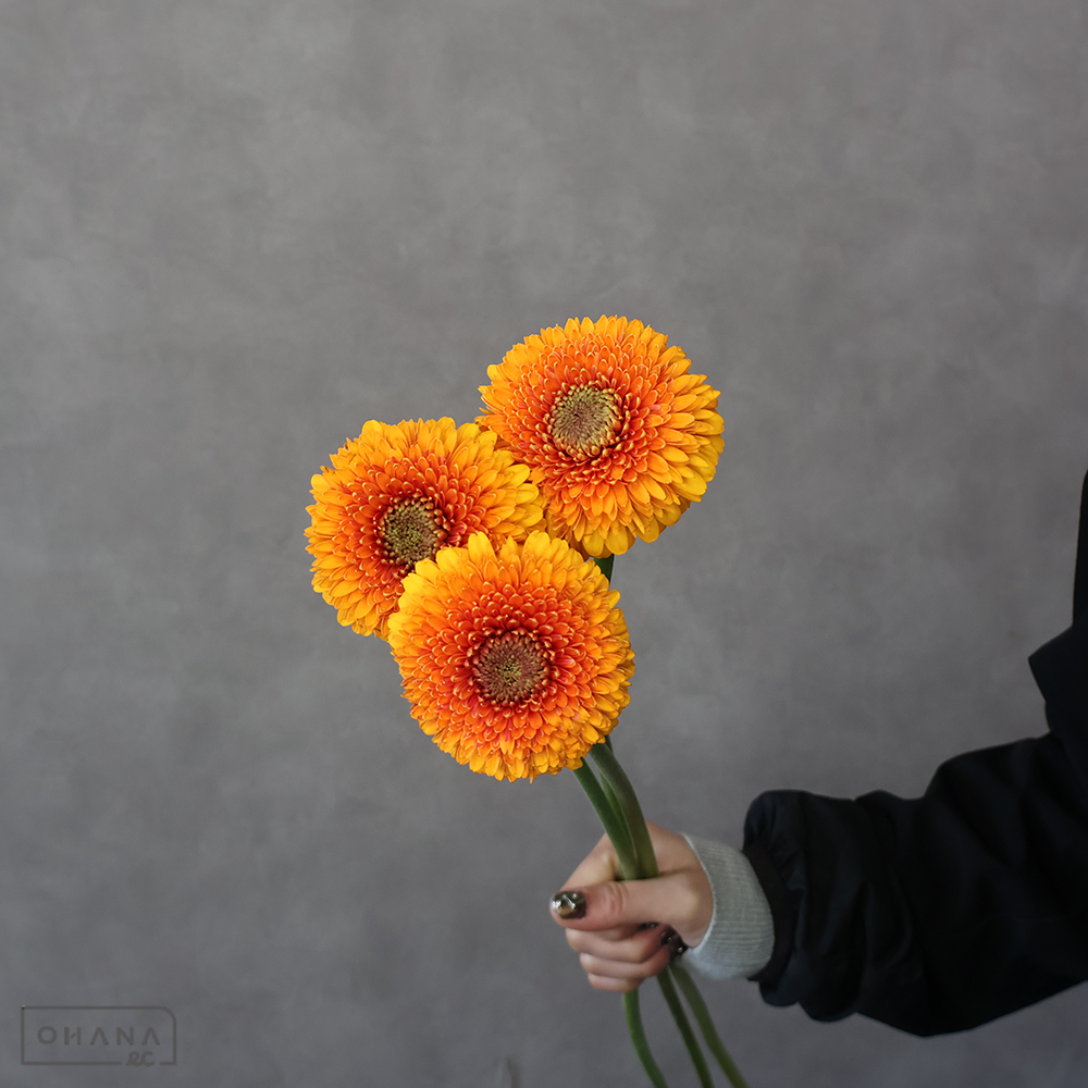 ガーベラポンポン　オルセン　秀 60-50