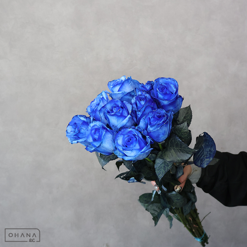 バラ　染ブルーグラス　 60cm