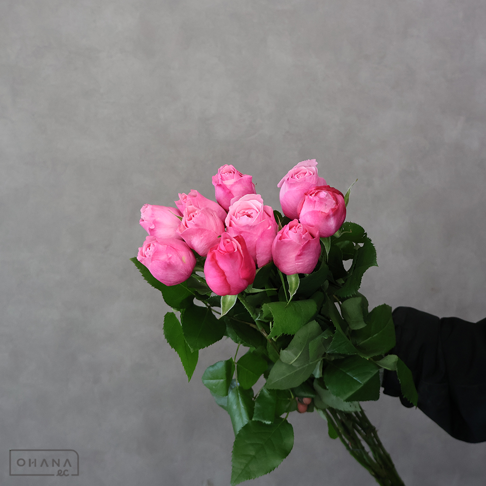 バラピンク　Ｍｓミエ　 60-50cm