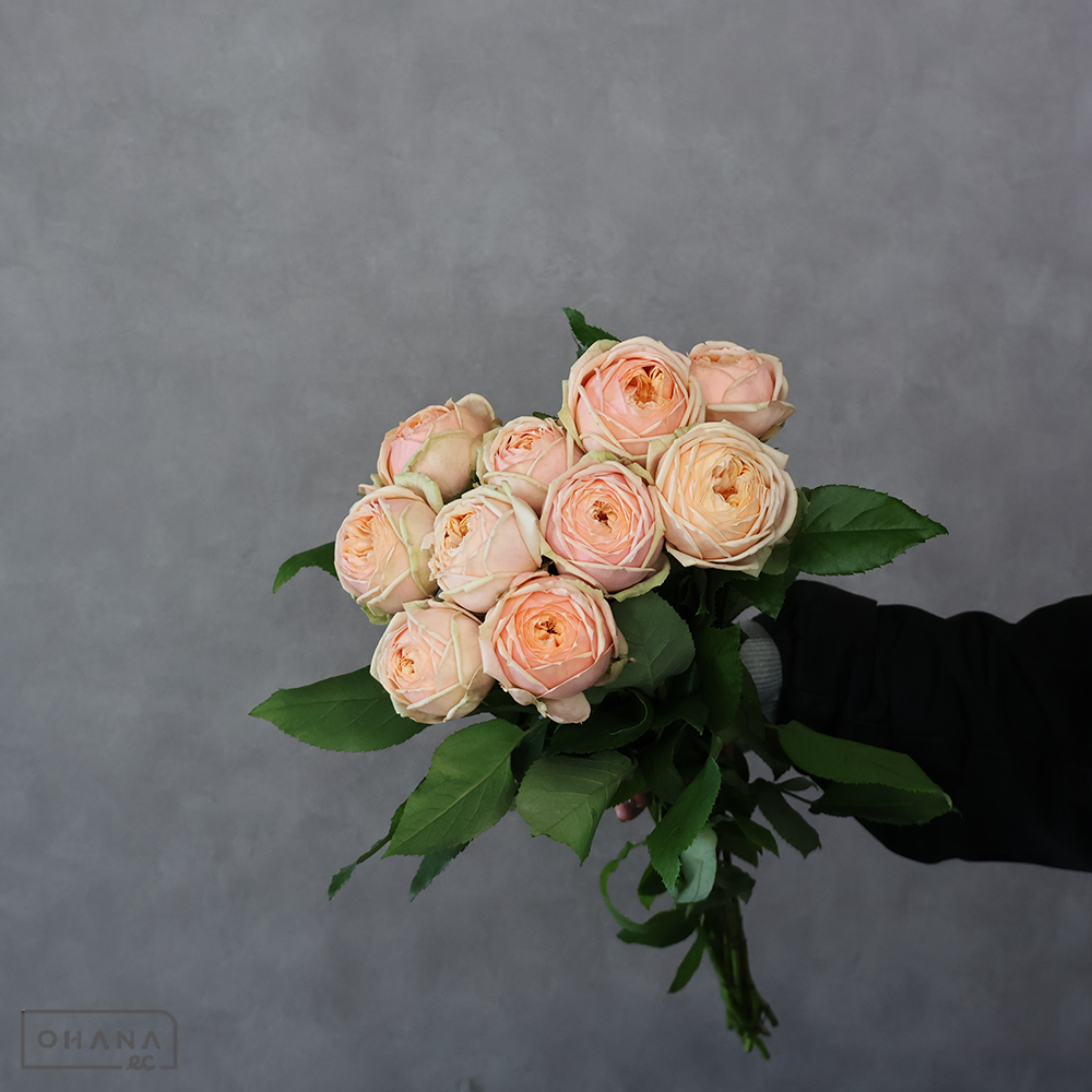 バラピンク　スィートカタリナ　 50-40cm