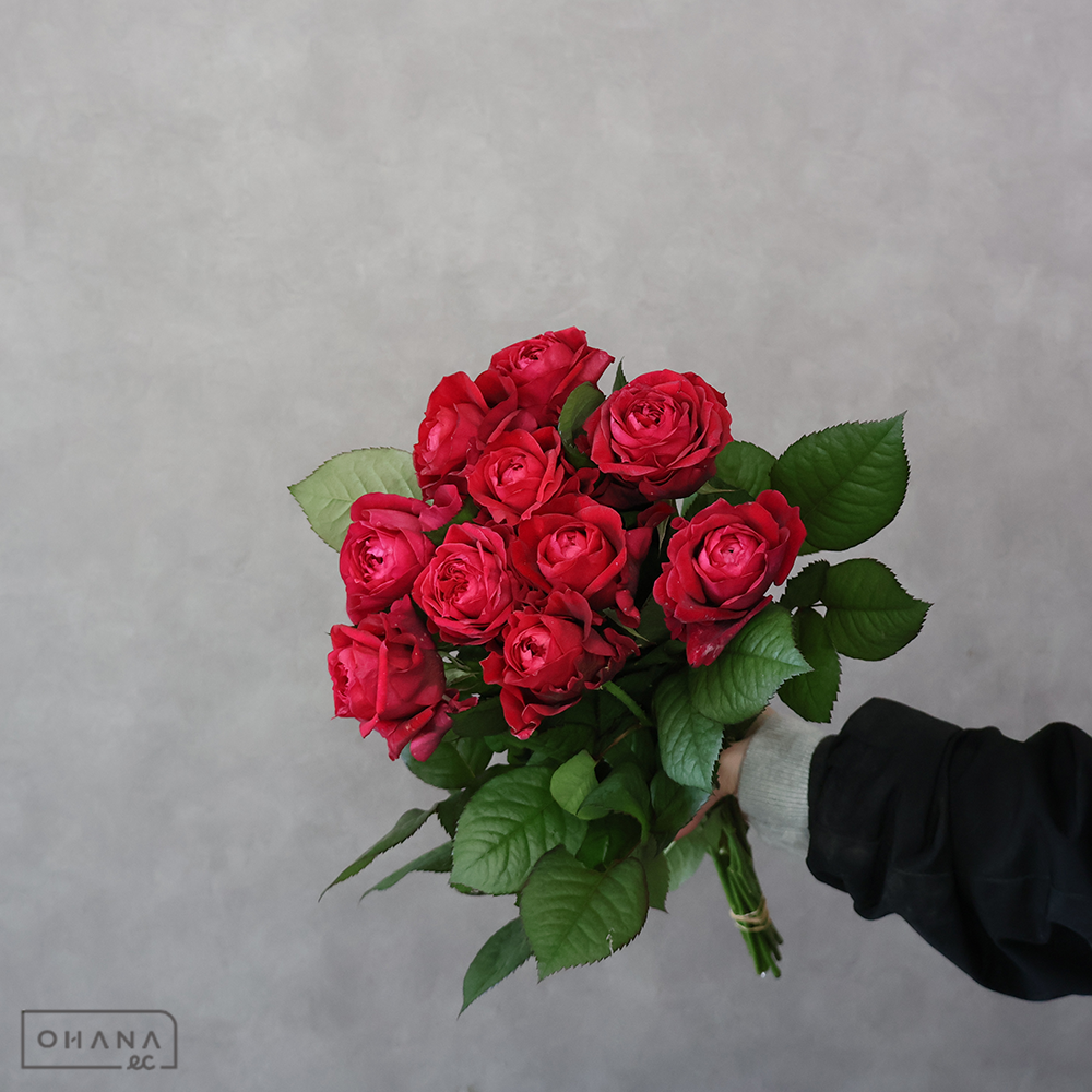 バラピンク　セントジェイムスパーク！　秀 45cm