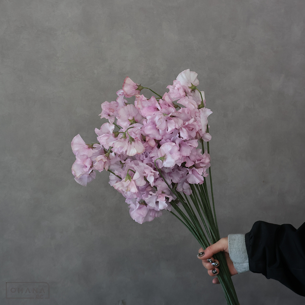 スイートピー　ピンクモーメントスカイ　２Ｌ ３Ｐ