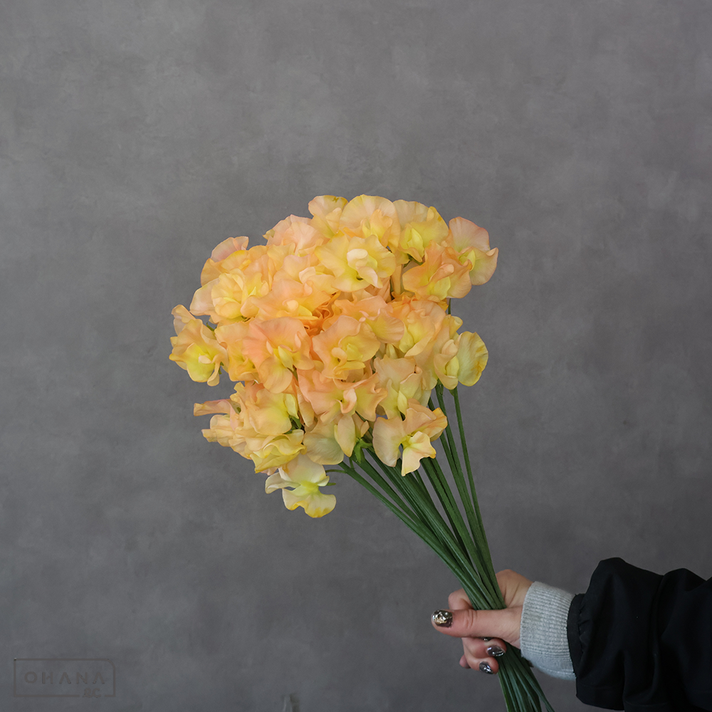 スイートピー　アプリコット　秀 ３Ｐ 45cm