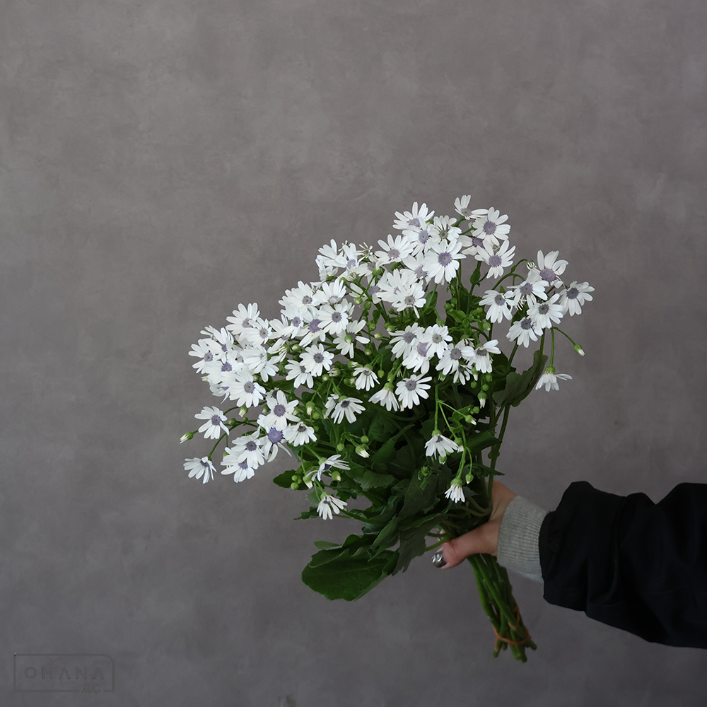 サイネリア スモークブルーアイ　秀 50cm