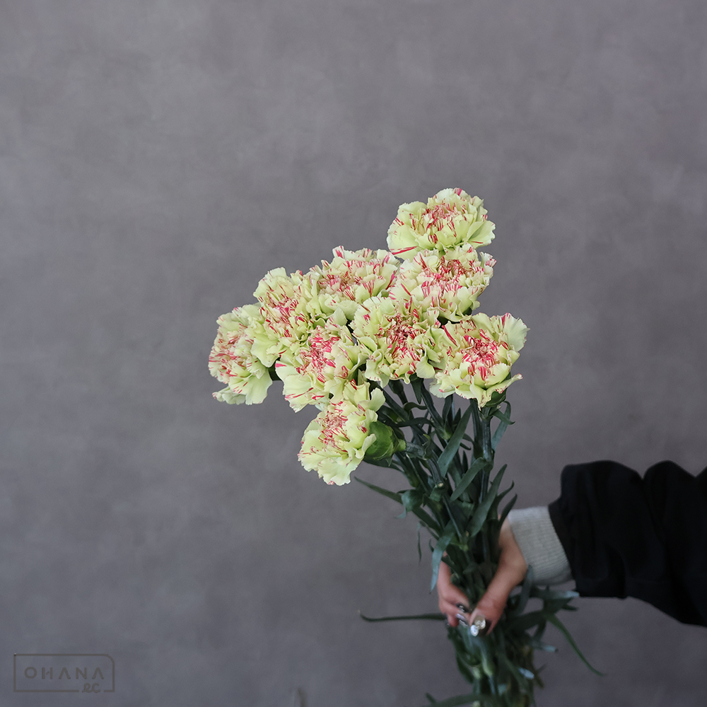 カーネーション　モチ　 65cm