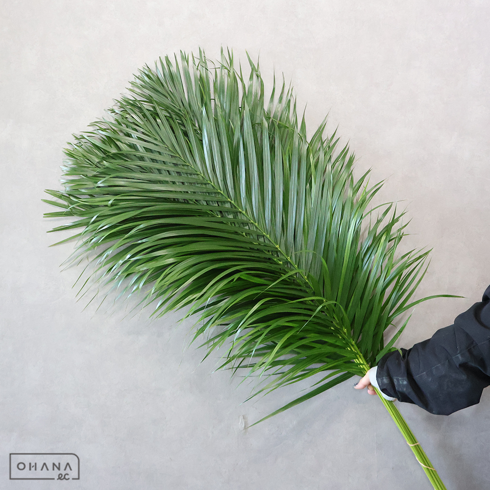 アレカヤシ　　Ａ ２Ｌ