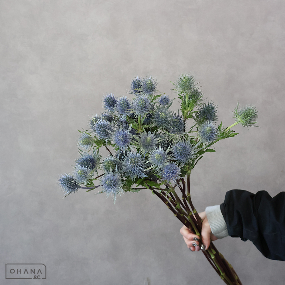 エレンジューム　アニータ　 70cm