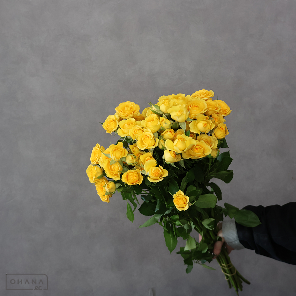 Ｓバラ　イエローベイブ　 60cm