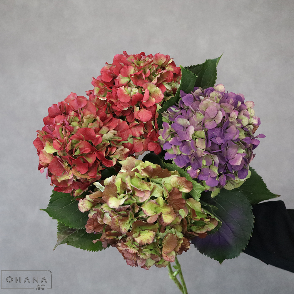 アジサイ　ベレーナ①　花径15cm  ※4本束