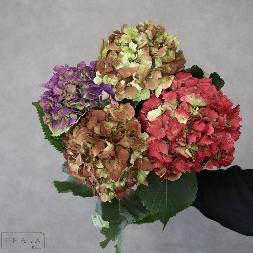 アジサイ　ベレーナ②　花径15cm  ※4本束