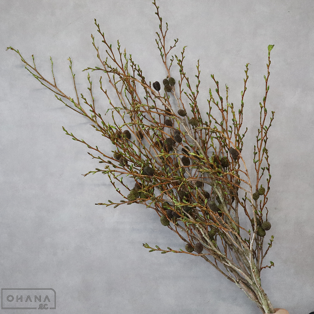 ヤシャブシ ※5本束 90cm　■発送時は90cm以下にカット（横箱配送）