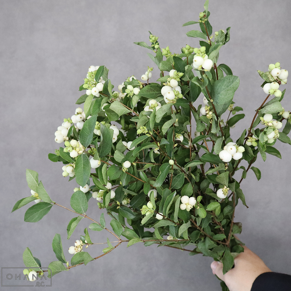 【SALE】シンフォリカルポス　　70cm　※クレーム対象外