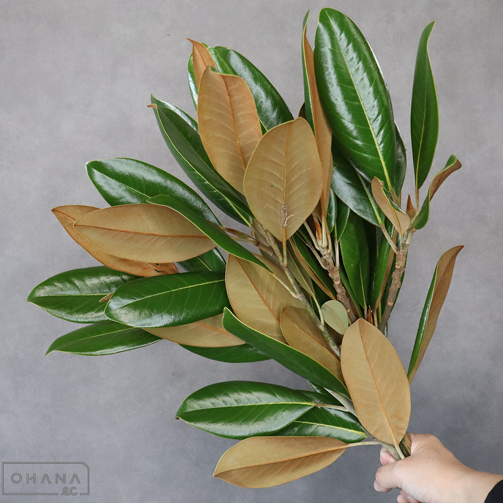 タイサンボク　　60cm 　※5本束
