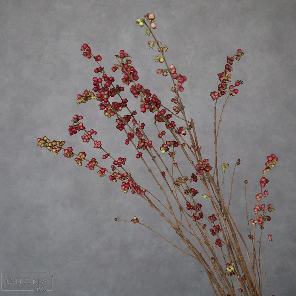 シンフォリカルポス　原種　秀60cm