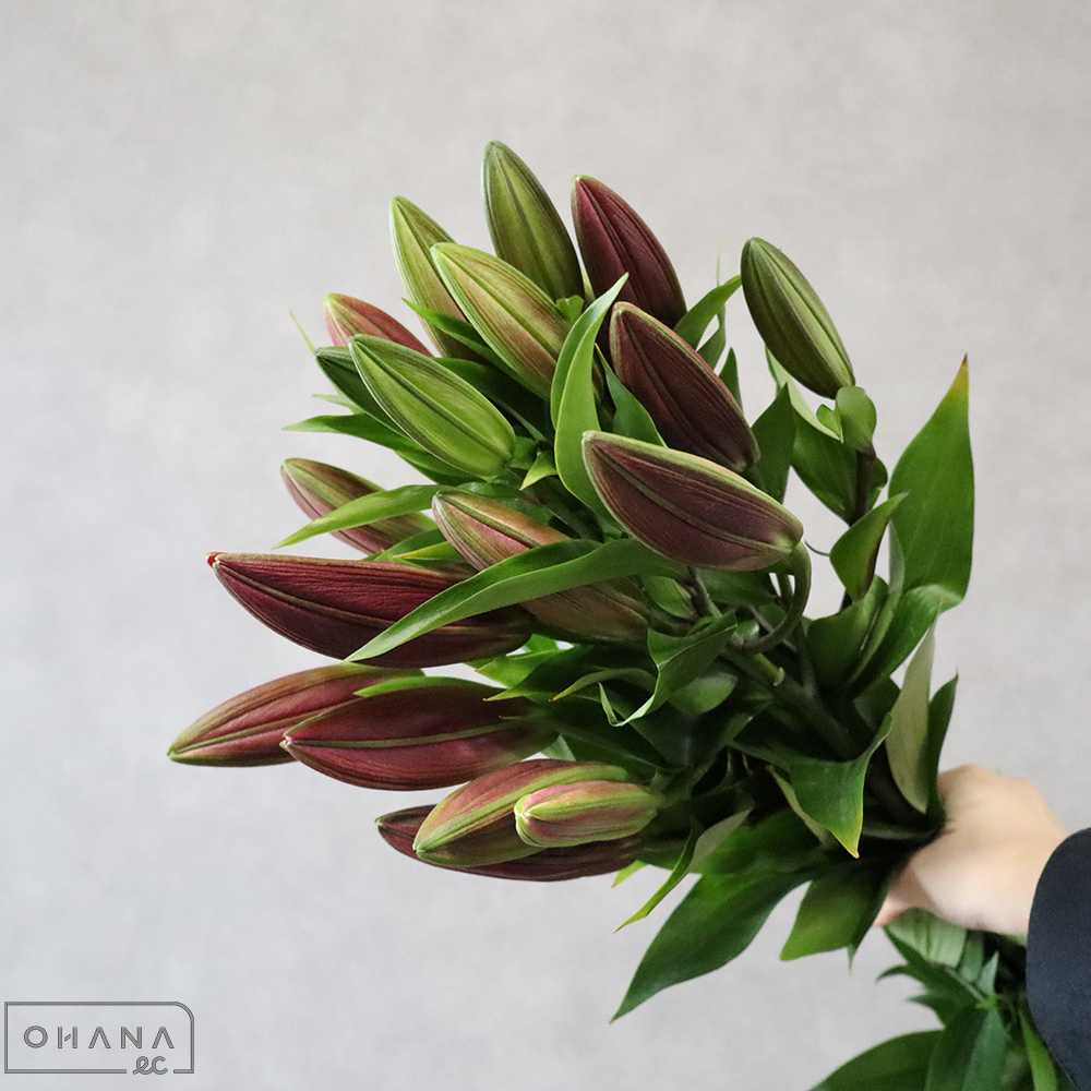 オリエンタル赤　タッチストーン　90cm 4輪 ボリューム◎ ※5本束　■発送時は75cm以下にカット