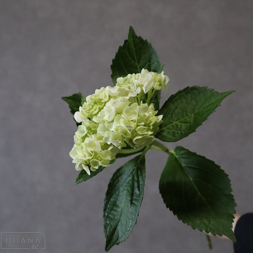 アジサイ　ミニグリーン　60cm  ※5本束