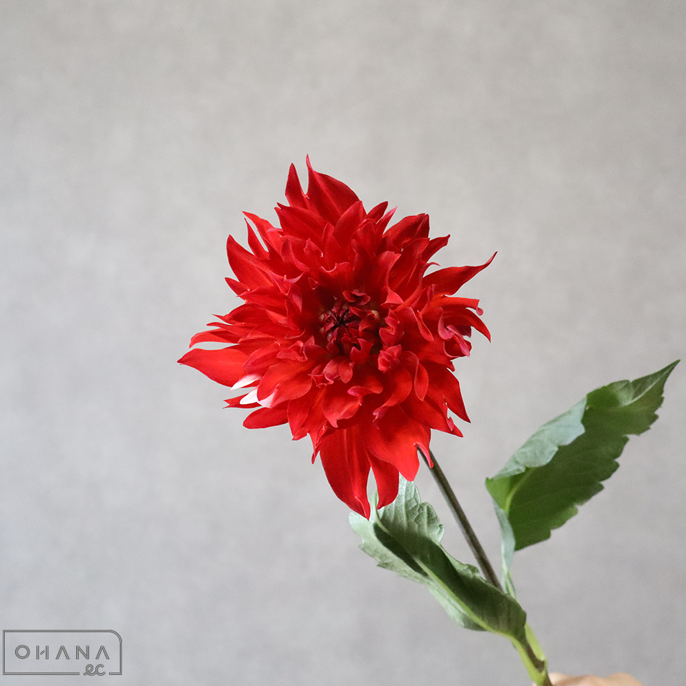 ダリア複色　メッシュ ※6本束　秀 60cm 　※6本束