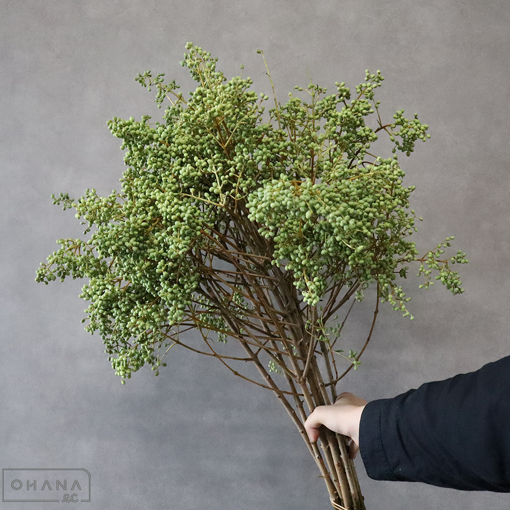 ネズミモチ　80cm ■横箱配送