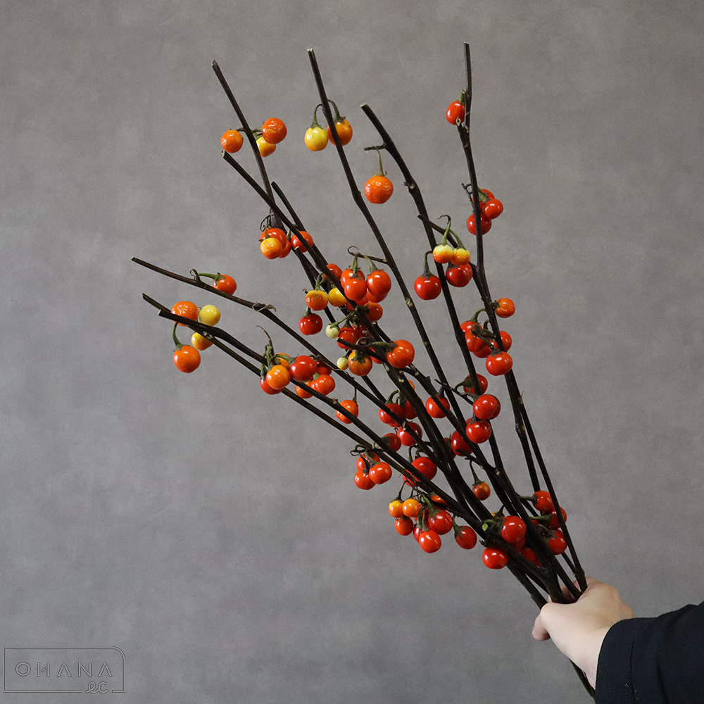 ソラナム　スパークラブ　秀3L 85cm 　■発送時は75cm以下にカット