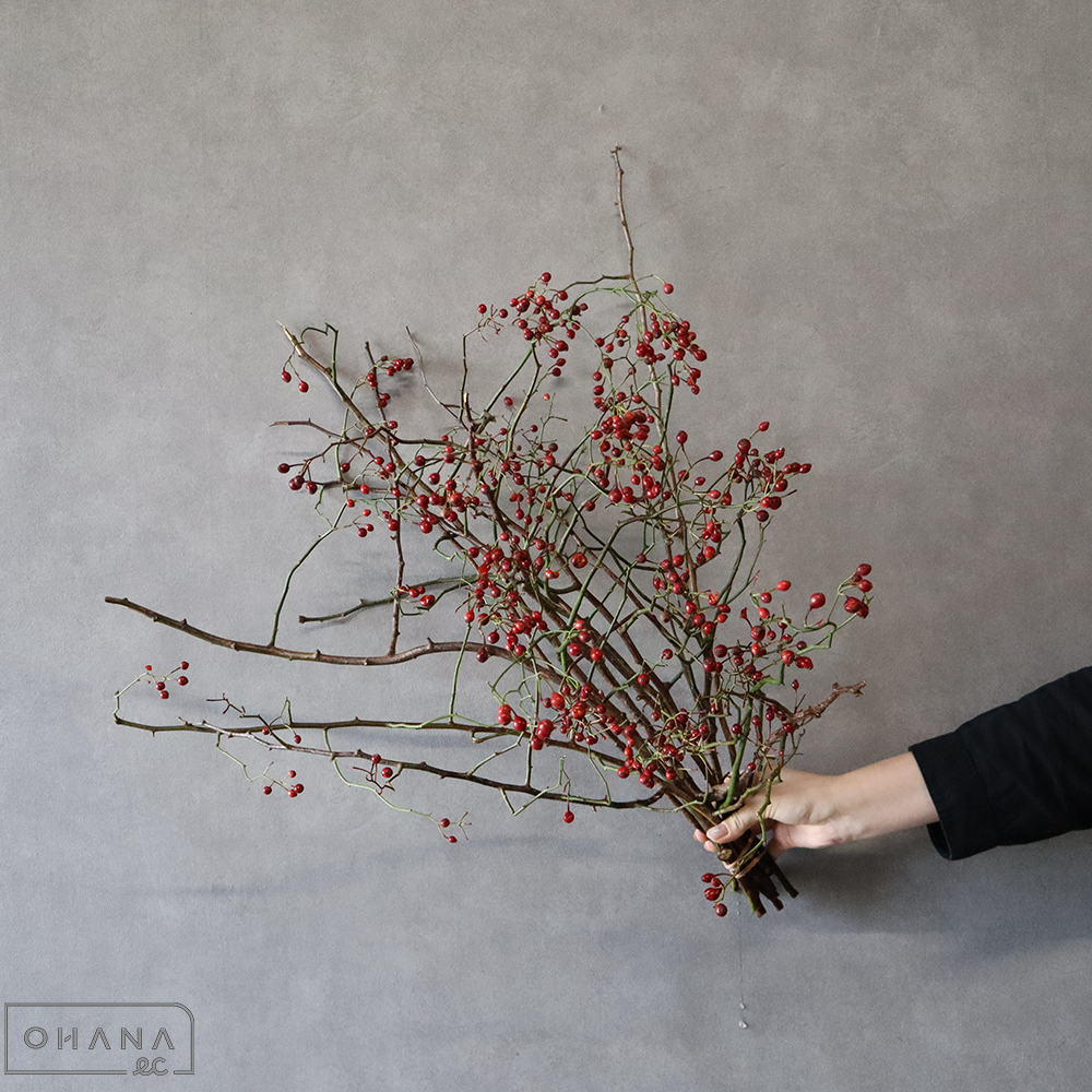 ノバラ　紅　秀 60cm