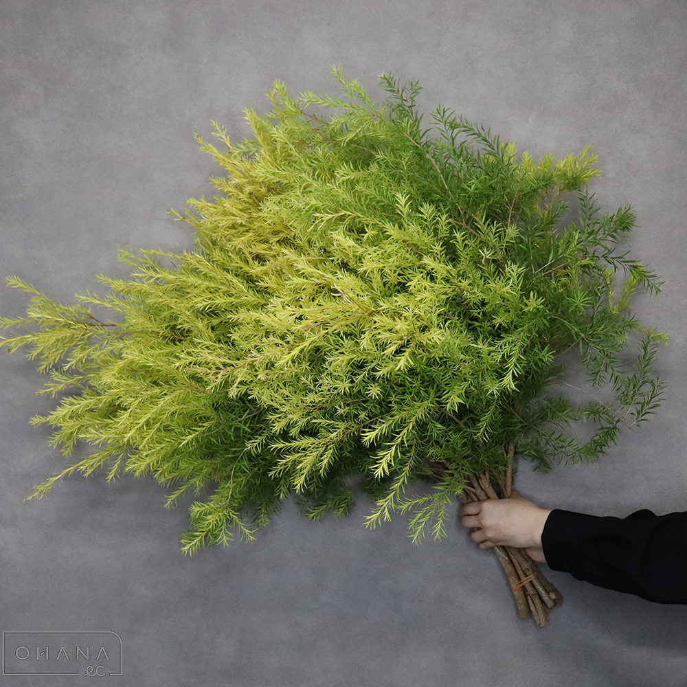ティーツリー　② 90cm ■発送時は90cm以下にカット（横箱配送）