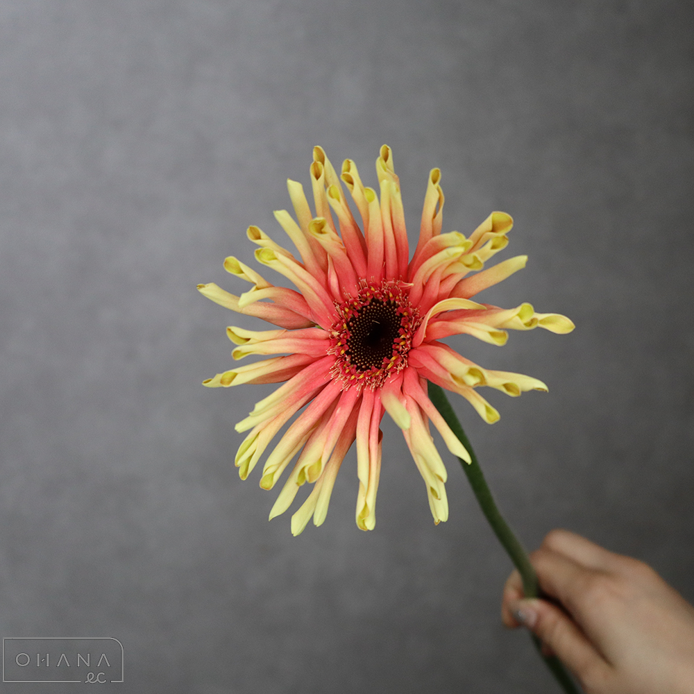 ガーベラ　レベルタイフーン　秀  50-40cm (大輪）