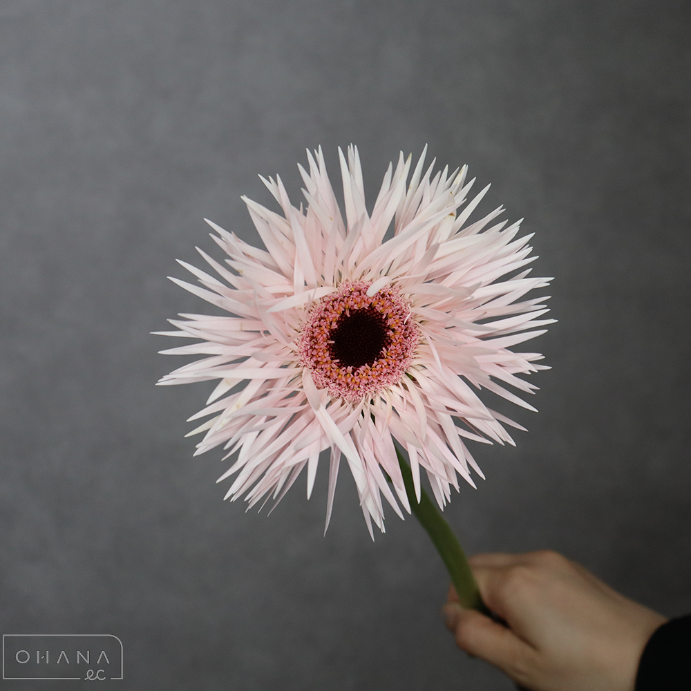 ガーベラ　クリームスピン　秀  50-40cm (大輪）
