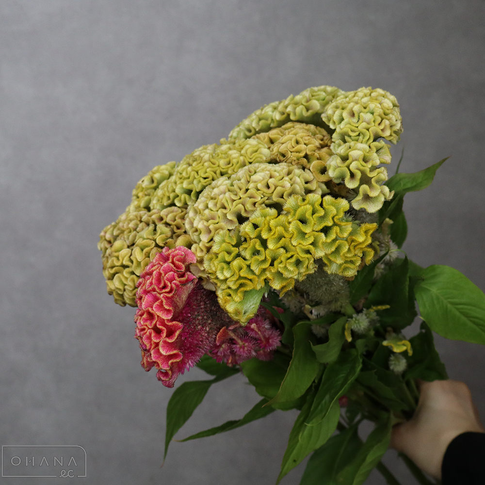 ケイトウ　ボンベイ②　  80cm　※花傷あり■発送時は75cm以下にカット