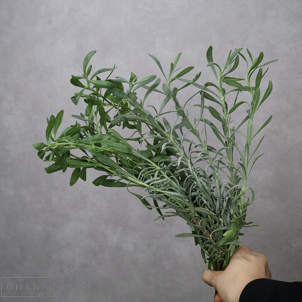 ラベンダー  花無し　  30cm