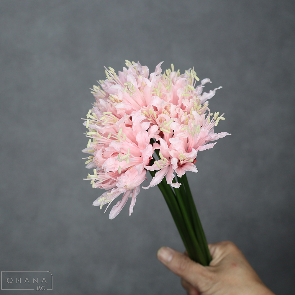 ネリネ　ライトピンク  35cm